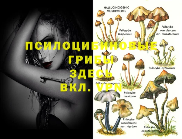 стаф Абинск